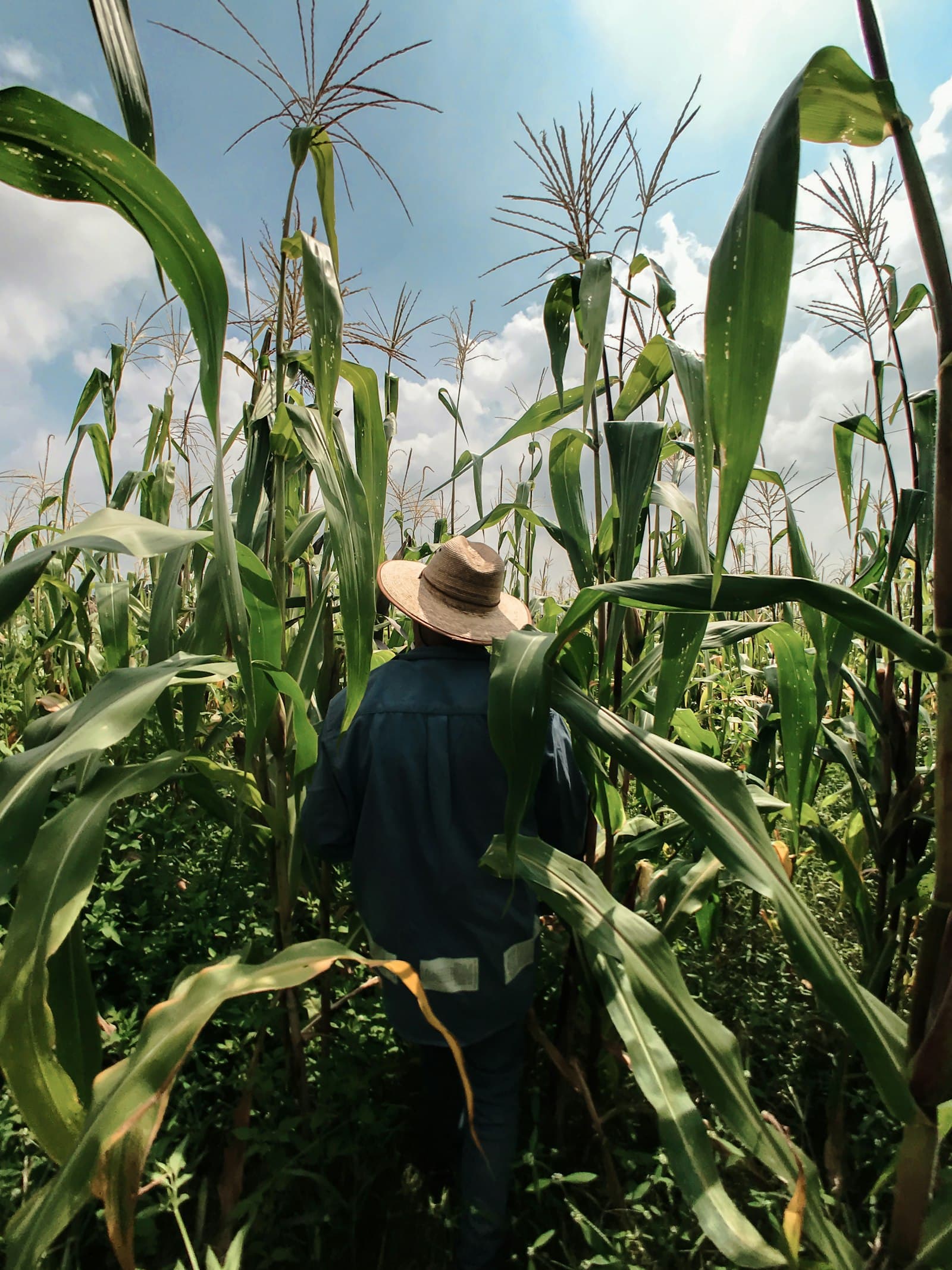 A farmer standing in a maize field