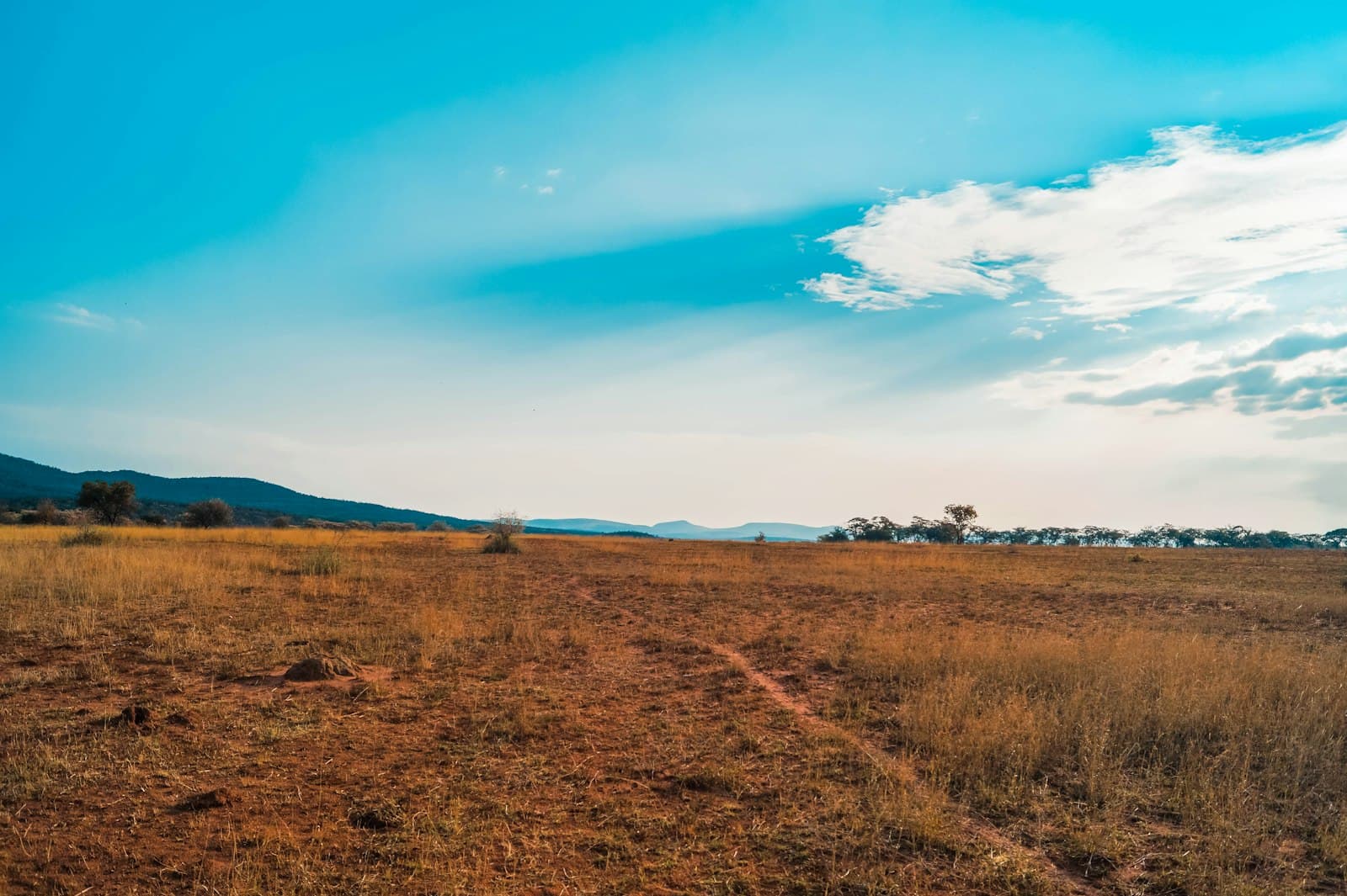 Dry brown grassland under a blue sky