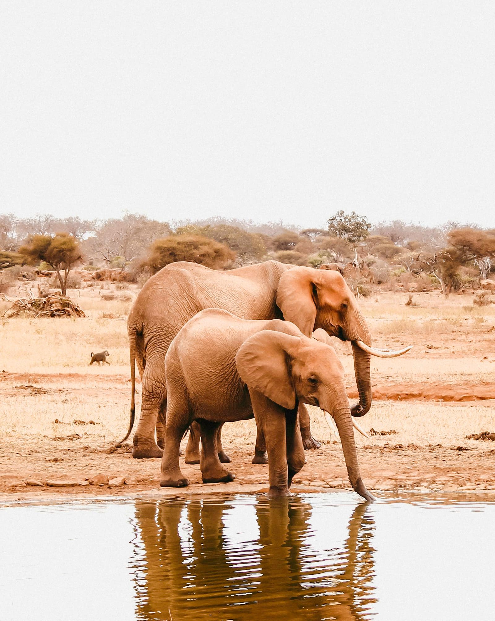 Two elephants beside a body of water